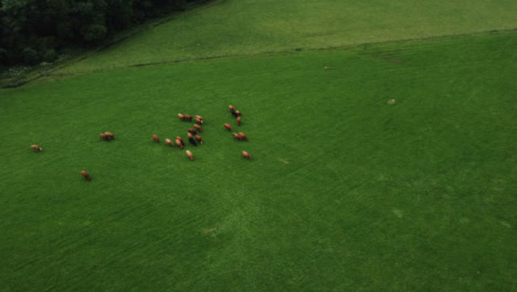 Drone-Shot-Orbiting-Herd-of-Cattle