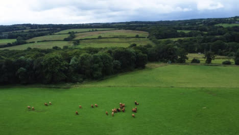 Drone-Shot-Flying-Away-from-Herd-of-Cattle