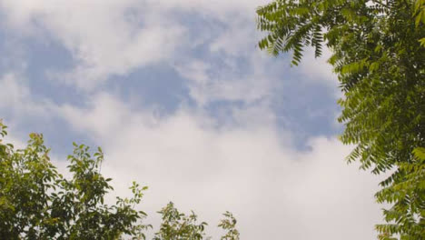 Flachwinkelaufnahme-Mit-Blick-Auf-Wolken-über-Bäumen