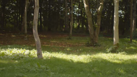 Medium-Shot-of-Trees-at-Edge-of-Woodland-