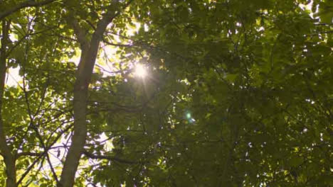 Low-Angle-Shot-Looking-Up-at-Sun-Bursting-Through-Tree-Leaves