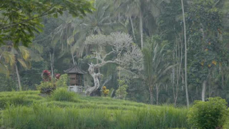 Tiro-Largo-Del-Bosque-Neblinoso-En-Bali