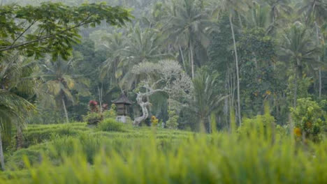 Tiro-Largo-De-La-Hierba-Y-El-Bosque-En-Bali