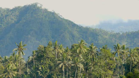 Tiro-Largo-De-Los-árboles-Y-La-Cima-Del-Bosque-En-Bali