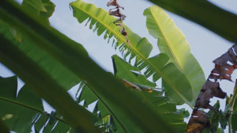 Rotierende-Flachwinkelaufnahme-Von-Blättern-In-Bali