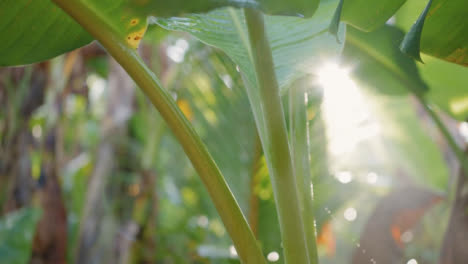 Tracking-Shot-of-Leaves-in-Bali