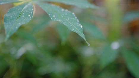 Close-Up-Shot-of-Wet-Leaves-in-Bali