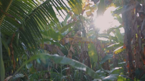 Tracking-Shot-of-Jungle-in-Bali