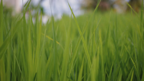 Close-Up-Shot-of-The-Grass-in-Bali