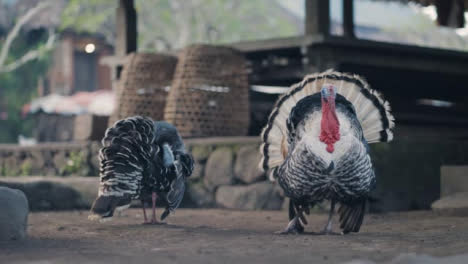 Tracking-Shot-of-Turkeys-in-Bali