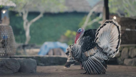 Tracking-Shot-of-Some-Turkeys-in-Bali