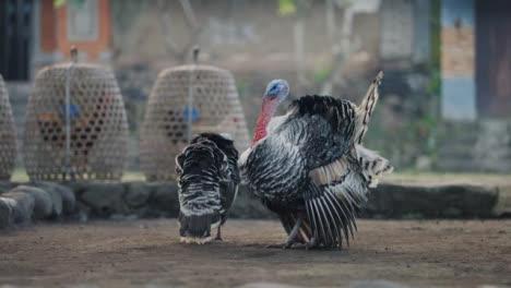 Tracking-Shot-of-Turkeys-Standing-in-Bali