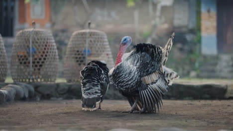 Seguimiento-De-Disparo-De-Pavos-De-Pie-En-Bali.