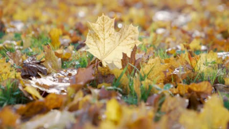 Kamerafahrt-Von-Herbstlichen-Blättern-Auf-Gras