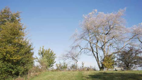 Wide-Shot-of-Autumnal-Trees-In-Field