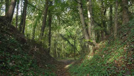 Tracking-Shot-Along-Countryside-Path