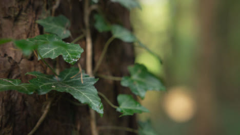 Tracking-Shot-of-Vines-On-Tree