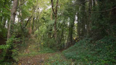 Tracking-Shot-Through-Wooded-Area