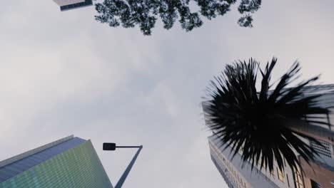 Low-Angle-Tracking-Shot-Past-Trees-Looking-Up-at-Skyscrapers-02