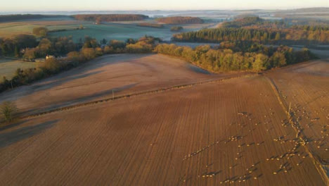 Drone-Shot-Flying-Over-Field-of-Sheep-On-Misty-Morning-at-Sunrise