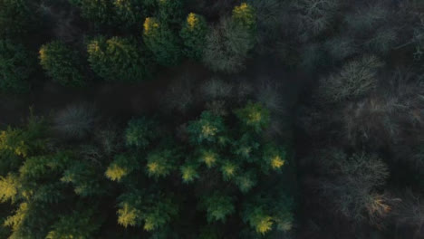 Drohnenaufnahme-Mit-Blick-Auf-Einen-Wald