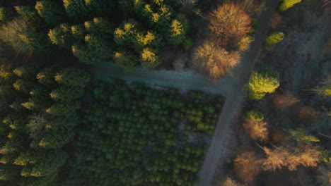 Disparo-De-Drones-Mirando-Hacia-Abajo-En-El-Bosque-Al-Amanecer