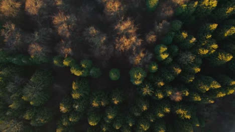 Drone-Shot-Looking-Down-On-a-Woodland-at-Sunrise