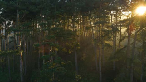 Drohnenschuss,-Der-Wald-Umkreist,-Während-Sonnenlicht-Durch-Die-Bäume-Bricht