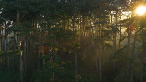 Un-Dron-Disparó-Un-Bosque-En-órbita-Mientras-La-Luz-Del-Sol-Irrumpía-A-Través-De-Los-árboles