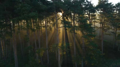 Drohnenschuss,-Der-Wald-Umkreist,-Während-Das-Sonnenlicht-Durch-Die-Bäume-Bricht