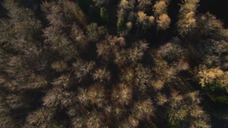 Drohnenschuss,-Der-Bei-Sonnenaufgang-Aus-Dem-Wald-Aufsteigt