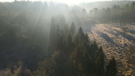 Drohnenschuss-Umkreist-Waldgebiet,-Während-Das-Sonnenlicht-Durch-Die-Bäume-Bricht