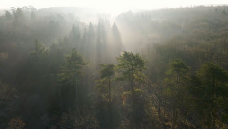 Drone-Shot-Flying-Over-Woodland-as-Sunlight-Bursts-Through-Trees