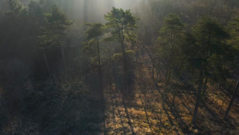 Drohnenschuss,-Der-In-Den-Wald-Schwenkt,-Während-Das-Sonnenlicht-Durch-Die-Bäume-Bricht