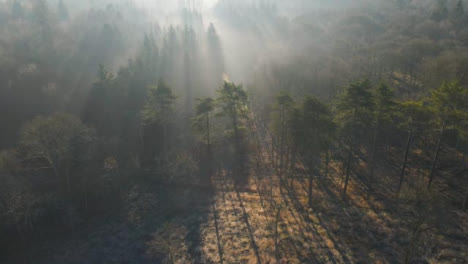 Drone-Shot-Flying-Away-from-Woodland-as-Sunlight-Bursts-Through-Trees