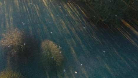 Drone-Shot-Looking-Down-On-Birds-Flying-Over-Rural-Field