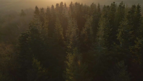 Drone-Shot-of-Flying-Over-Woodland-During-a-Misty-Morning-Sunrise