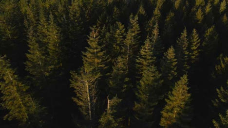 Drohnenaufnahme-Des-Fliegens-über-Wald-Bei-Sonnenaufgang