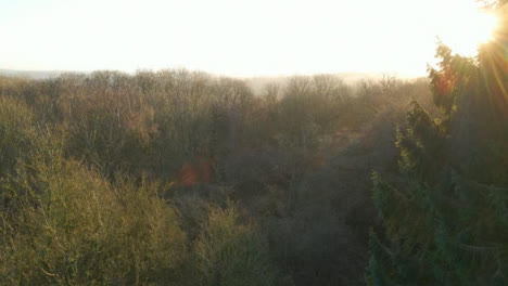 Drone-Shot-of-Flying-Over-Woodland-Area-During-Sunrise