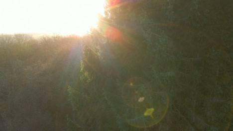 Drone-Shot-Orbiting-Tree-In-Woodland-During-Sunrise
