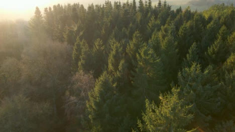 Tiro-De-Drone-De-Volar-Sobre-El-Bosque-Durante-El-Amanecer