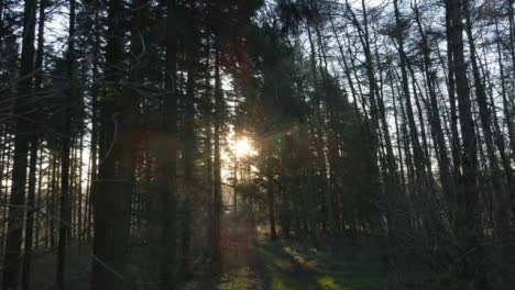 Drone-Shot-Through-a-Woodland-as-Sunlight-Bursts-Through-the-Trees