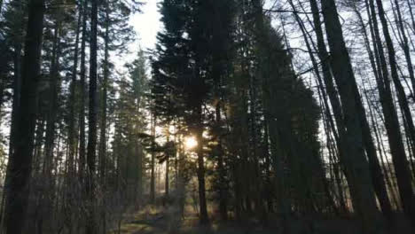 Drone-Shot-Through-Woodland-as-Sunlight-Bursts-Through-the-Trees