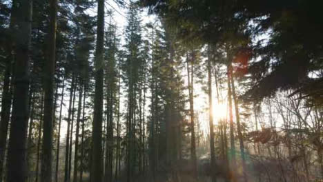 Drone-Shot-Through-a-Woodland-as-Sunlight-Bursts-Through-Trees