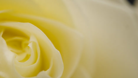 Defocused-Shot-of-White-Flower