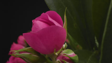 Kamerafahrt-über-Rosa-Und-Weiße-Blüten-04