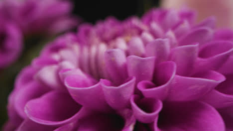 Extreme-Close-Up-of-Colourful-Flowers