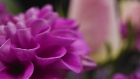Kamerafahrt-Von-Lila-Und-Rosa-Blüten