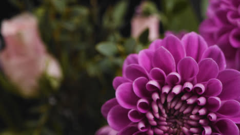 Tracking-Shot-of-Purple-Flowers