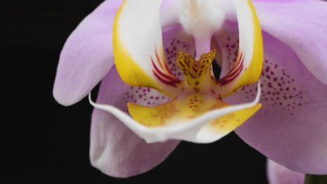 Extreme-Nahaufnahme-Der-Purpurroten-Blume